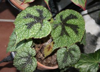 La begonia cruz de Hierro, una planta para adornar tu jardín