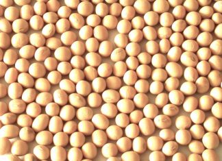 Diez saludables aperitivos para tu dieta y quemar grasas