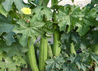 La esponja vegetal, una nueva alternativa ecológica para el cuidado de la piel