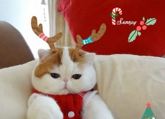 Las mascotas más famosas de la web: te sacarán algunas risitas o tiernos suspiros