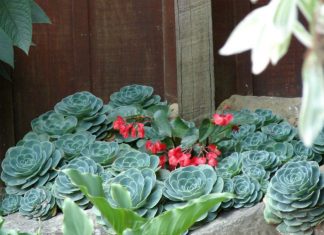 La rosa de alabastro, una planta de fácil cultivo ideal para embellecer tu hogar