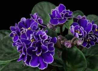 Decora tu casa con plantas de interiores