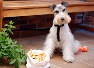 Engríe a tu perro preparando estas galletas caseras Engríe a tu perro preparando estas galletas caseras
