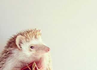 Conoce a la dulce Darcy, la pequeña erizo que se convirtió en tendencia en Instagram Conoce a la dulce Darcy, la pequeña erizo