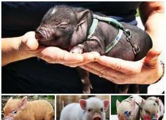 Conoce a los mini cerdos, las mascotas más tiernas e inteligentes Conoce a los mini cerdos, las mascotas más tiernas e inteligentes
