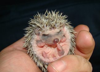 El erizos de tierra: mascotas exóticas perfectas que podrían compartir tu hogar El erizos de tierra: mascotas exóticas perfectas que podrían compartir tu hogar