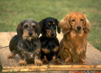 ¿Quieres insertar un nuevo perro a tu familia? Aprende los pasos para tener éxito ¿Quieres insertar un nuevo perro a tu familia? Aprende los pasos para tener éxito