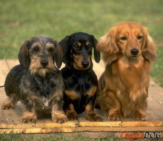 ¿Quieres insertar un nuevo perro a tu familia? Aprende los pasos para tener éxito ¿Quieres insertar un nuevo perro a tu familia? Aprende los pasos para tener éxito