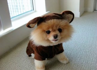 Espectacular concurso de mascotas “ El perro más pepón del distrito” CEspectacular concurso de mascotas