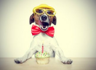 Pupcakes: Aprende una sencilla receta de cupcakes para perros Pupcakes: Aprende una sencilla receta de cupcakes para perros