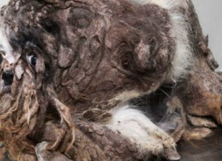Rescate animal: Conoce la increíble transformación de un perro vagabundo