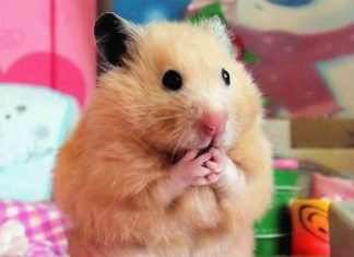 Todo lo que deberías saber si quieres adoptar a un hámster como mascota Todo lo que deberías saber si quieres adoptar a un hámster como mascota