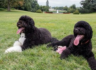 Las mascotas más poderosas del mundo Las mascotas más poderosas del mundo