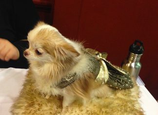 Conoce las nuevas tendencias en moda canina en el Pet Fashion Show 2014 Conoce las nuevas tendencias en moda canina en el Pet Fashion Show 2014