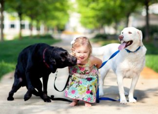 10 Razas de perros ideales para los niños y el ambiente familiar 10 Razas de perros ideales para los niños y el ambiente familiar
