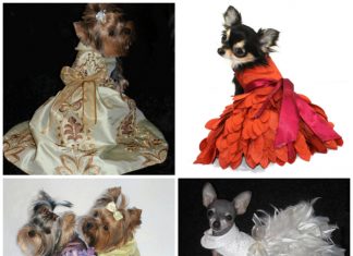 Ropa para perros de lujo: Marcas y diseñadores que marcan tendencia canina Ropa para perros de lujo: Marcas y diseñadores que marcan tendencia canina