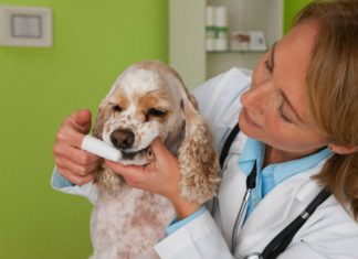 Sarro dental en perros: Cómo eliminar el mal aliento en tu mascota Sarro dental en perros