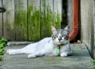 ¿Sabes cuántos años vivirá tu lindo gatito? ¿Sabes cuántos años vivirá tu lindo gatito?