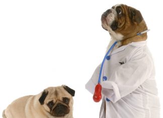 ¿Qué es la insulina y por qué es importante si tu mascota tiene sobrepeso? ¿Qué es la insulina y por qué es importante si tu mascota tiene sobrepeso?