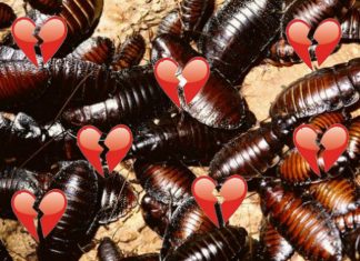 Adopta a una cucaracha y ponle el nombre de tu ex por San Valentín