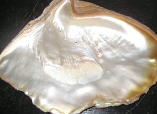 Conoce los atributos y beneficios del nácar como símbolo de feminidad