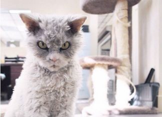 Conoce a Pompous Albert, la competencia del Grumpy Cat