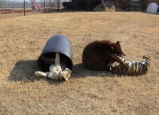 Mira la increíble historia de amistad entre un león, un oso y un tigre