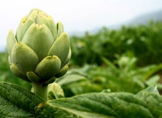 Tips para mantener tu hígado en buen estado de salud