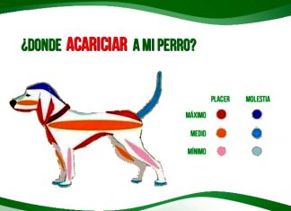 Aprende cómo acariciar a tu perro de la manera perfecta