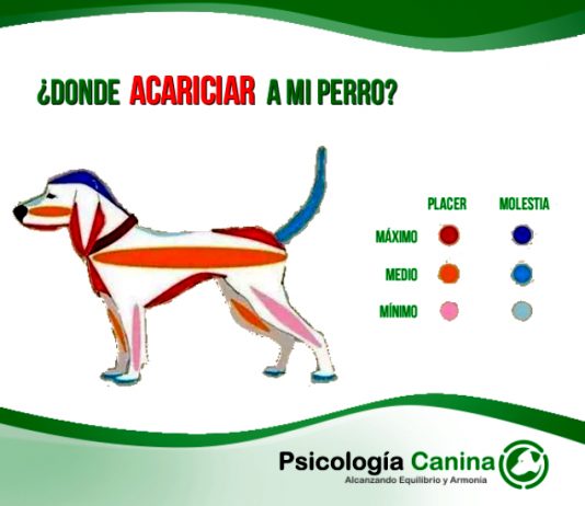 Aprende cómo acariciar a tu perro de la manera perfecta