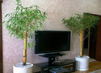 Conoce algunas plantas que purificarán el aire de tu casa