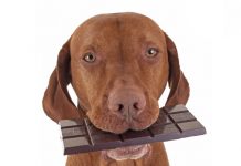 Alimentos que nunca debes de darle a tu perro