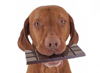 Alimentos que nunca debes de darle a tu perro