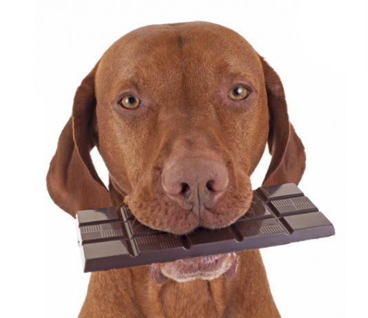 Alimentos que nunca debes de darle a tu perro