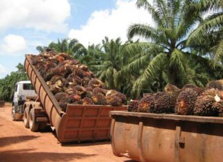 Aquí te explicamos por qué nunca debes comprar aceite de palma o vegetal